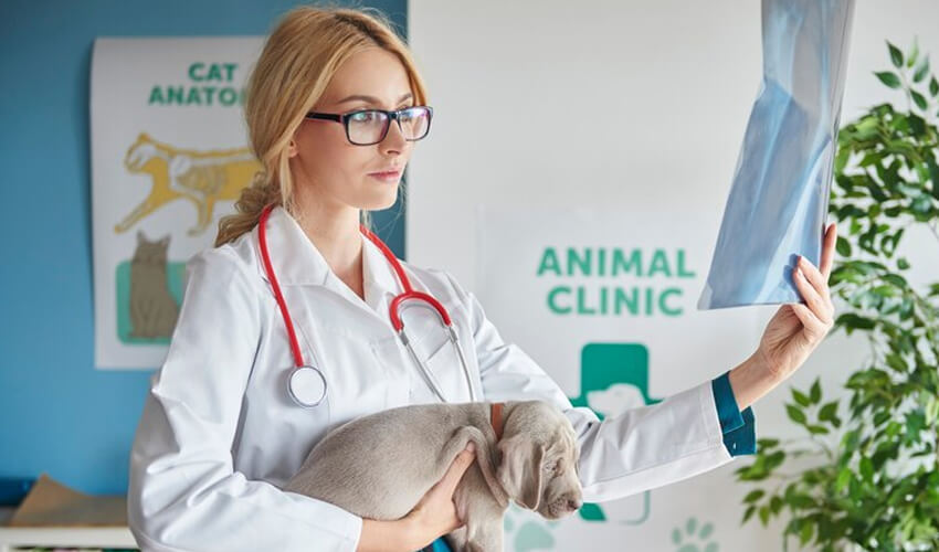 tax & accounting for veterinarian clinics